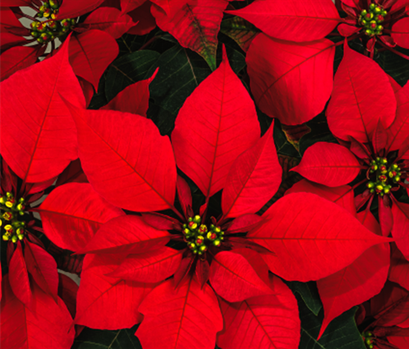 6" Poinsettia Plant 15"-17" Tall - Red/No Foil