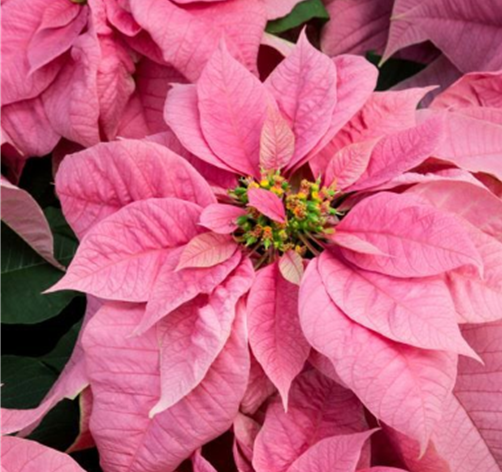 8" Poinsettia Plant 22"-24" Tall - Pink/No Foil
