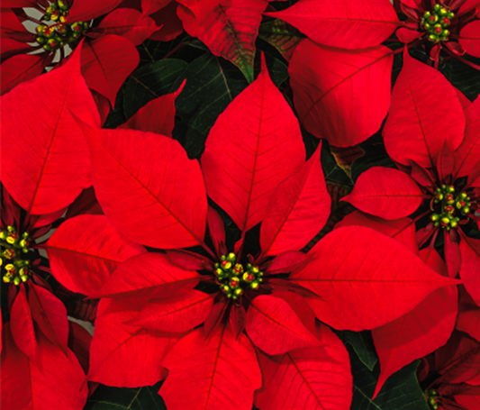 6" Poinsettia Plant 15"-17" Tall - Red/No Foil