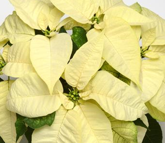 6" Poinsettia Plant 15"-17" Tall - White/No Foil