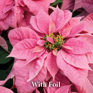 8" Poinsettia Plant 22"-24" Tall - Pink w/Foil
