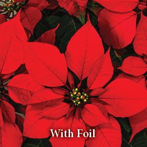 6" Poinsettia Plant 15"-17" Tall - Red w/Foil