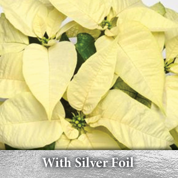 6" Poinsettia Plant 15"-17" Tall - White/Silver Foil