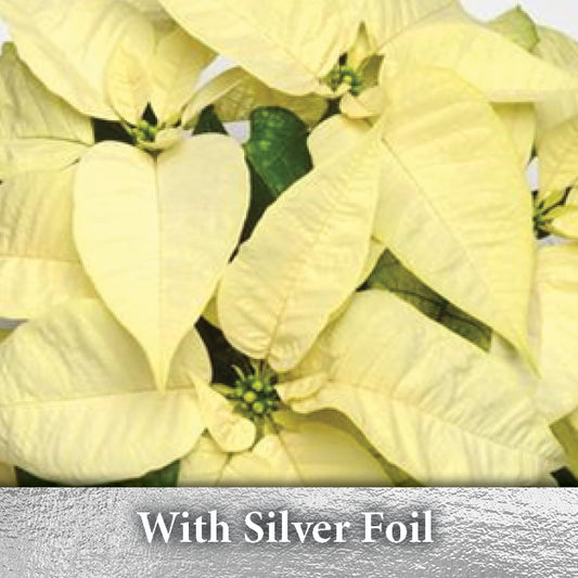 4" Poinsettia Gift Plant 8"-10" Tall - White