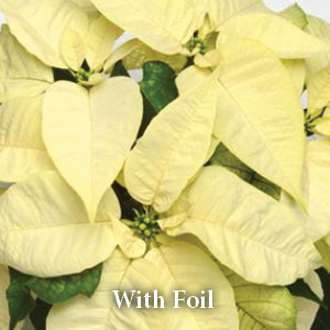 6" Poinsettia Plant 15"-17" Tall - White w/Foil